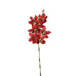 CIMBIDIUM LUSSO CM 92 A22861