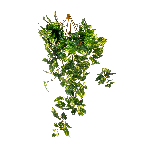 CASCANTE POTHOS CM 90 A26684