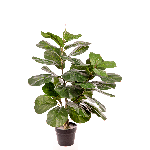 PIANTA FICUS PANDORATO CM 75 A22205