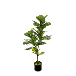 FICUS PANDORATO CM 120 A26378