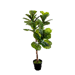 FICUS PANDORATO CM 130 A26379