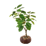 FICUS PIANTA A26519