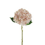 HYDRANGEA JULIET 50 CM 3765