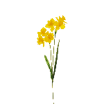 DAFFODIL SPRAY 64 CM 3884