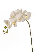 PHALENOPSIS REAL TOUCH – 80-256799