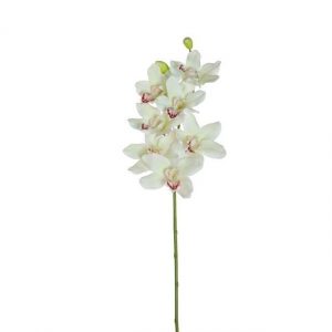 CIMBIDIUM LUSSO CM 92 A22861