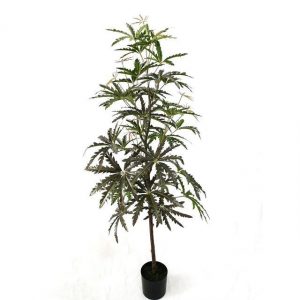 SCHEFFLERA PIANTA H 180 A27385