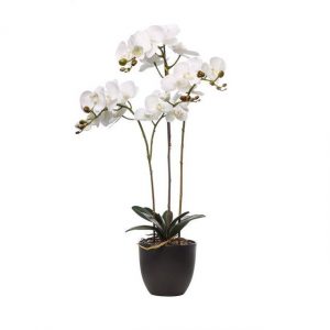 PHALAENOPSIS NAT. TOUCH A29161