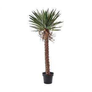 YUCCA PIANTA H 128 A29329