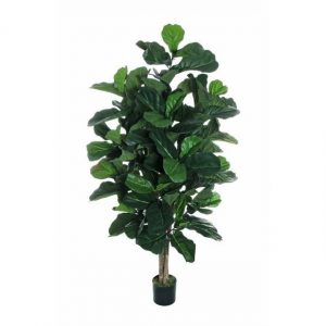 FICUS LYRATA PLANT 80-371454