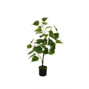 FICUS RELIGIOSA CM 80 392312