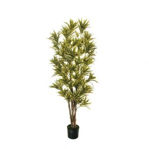 DRACENA REFLEX H 170 80-335821